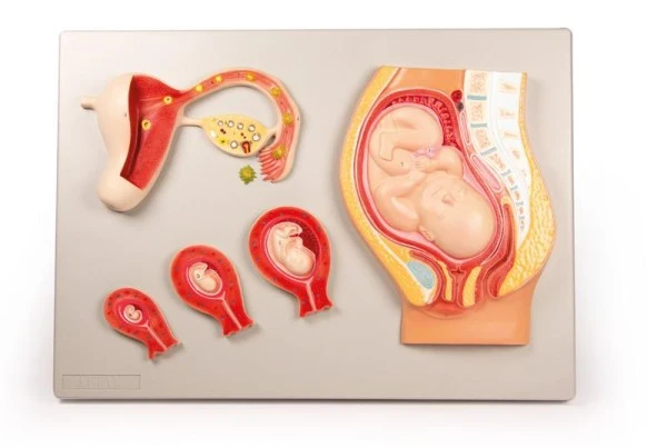 Desarrollo fetal