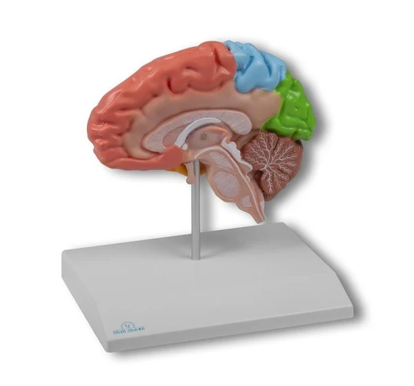 Mitad del cerebro regional, tamaño natural