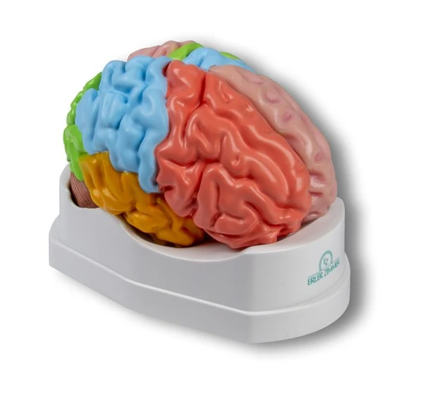 Modelo de cerebro funcional y regional, tamaño natural, 5 partes