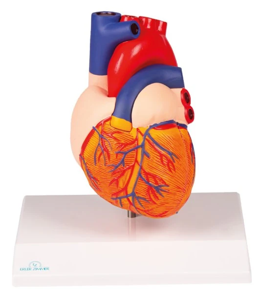 Modelo de corazón, tamaño natural, 2 partes
