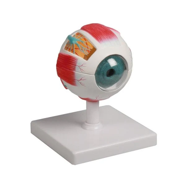 Modelo de ojo, 4 veces el tamaño natural, 6 partes