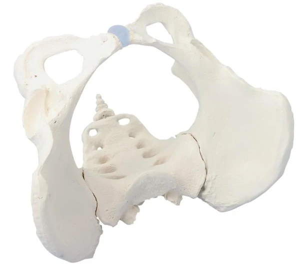 Pelvis femenina con sacro