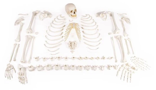Esqueleto, sin ensamblar (colección de huesos)