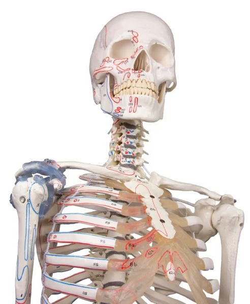 Esqueleto “Max” con columna móvil, marcas musculares y ligamentos