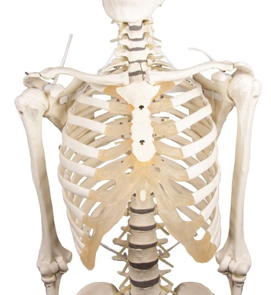 Esqueleto "Hugo" con columna vertebral móvil