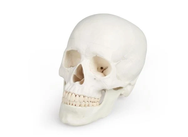 Modelo de cráneo. 3 partes - EZ Augmented Anatomy