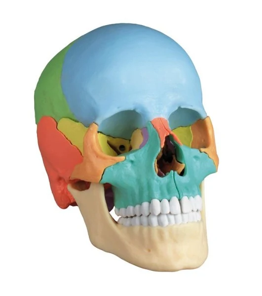Modelo de cráneo osteopático, 22 partes, versión didáctica - EZ Augmented Anatomy