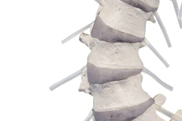 Columna vertebral con pelvis