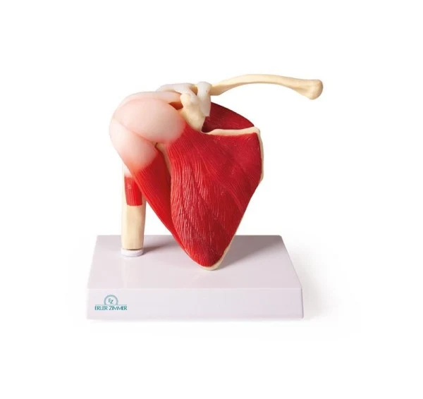 Articulación del hombro, tamaño natural con músculos