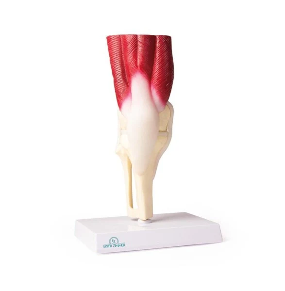 Articulación de la rodilla, tamaño natural, con músculos