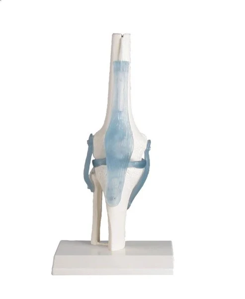 Articulación de la rodilla con ligamentos, con soporte