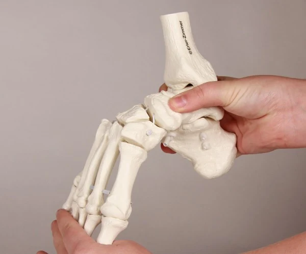 Esqueleto de pie con inserción de tibia y peroné, flexible