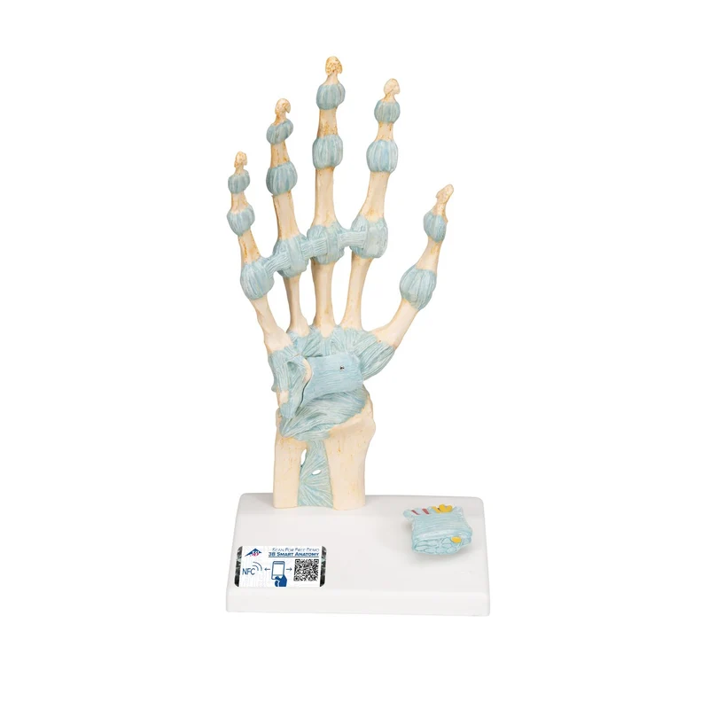 Modelo del esqueleto de la mano con ligamentos y túnel carpiano - 3B Smart Anatomy