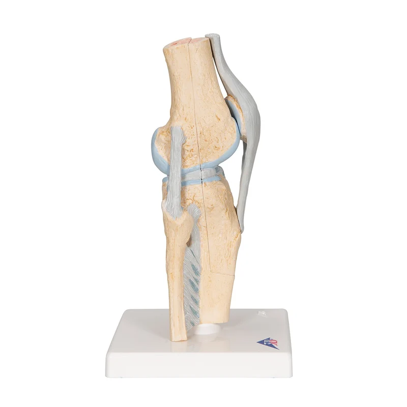 Modelo de la articulación de la rodilla, dividido en 3 partes - 3B Smart Anatomy