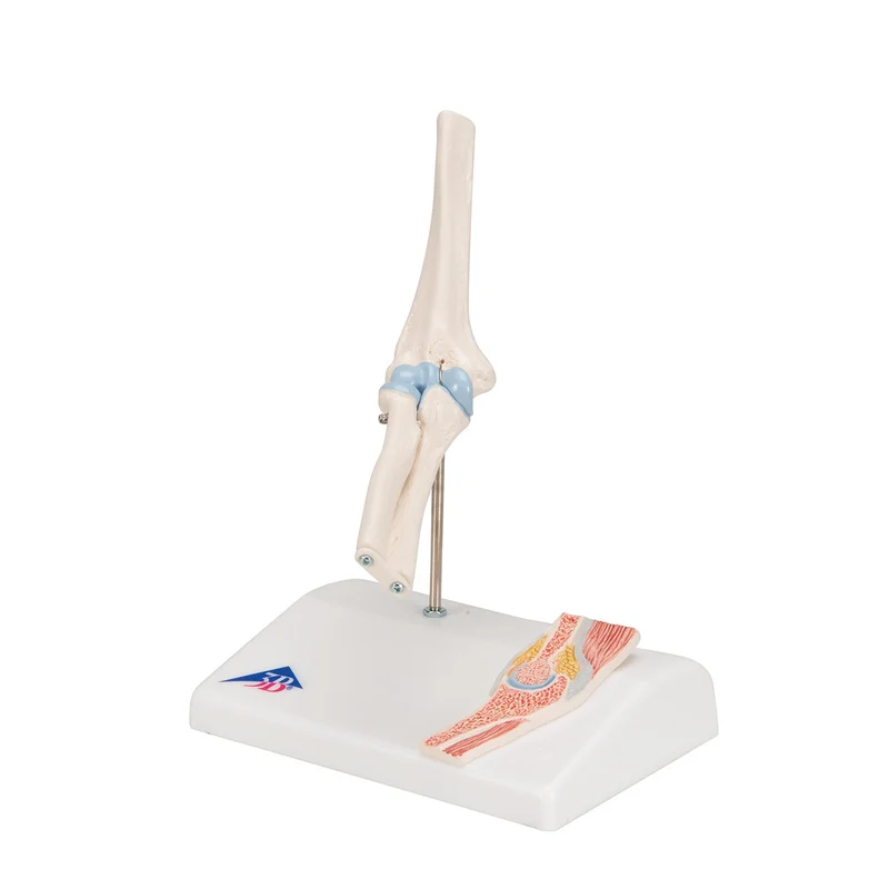 Mini-articulación del codo con corte transversal, sobre base - 3B Smart Anatomy