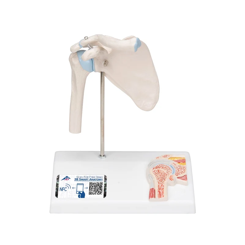 Mini-articulación del hombro con corte transversal, sobre base - 3B Smart Anatomy