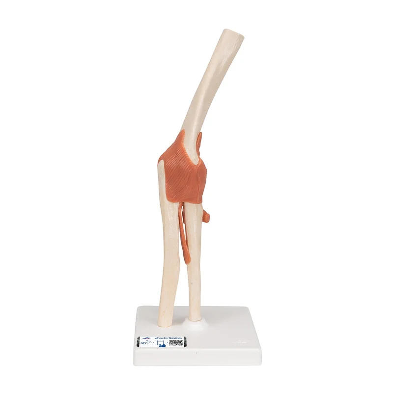 Modelo funcional de la articulación del codo de lujo - 3B Smart Anatomy