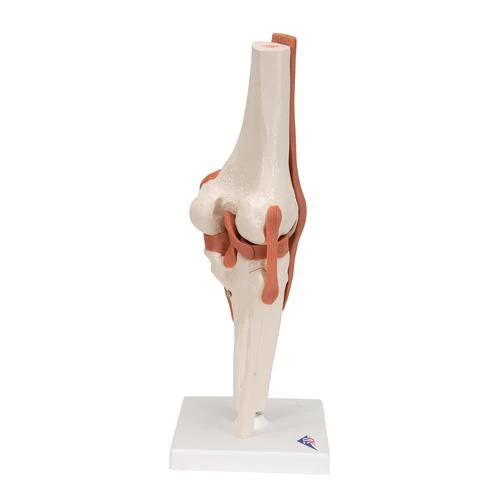 Articulación de la Rodilla - Modelo Funcional - 3B Smart Anatomy