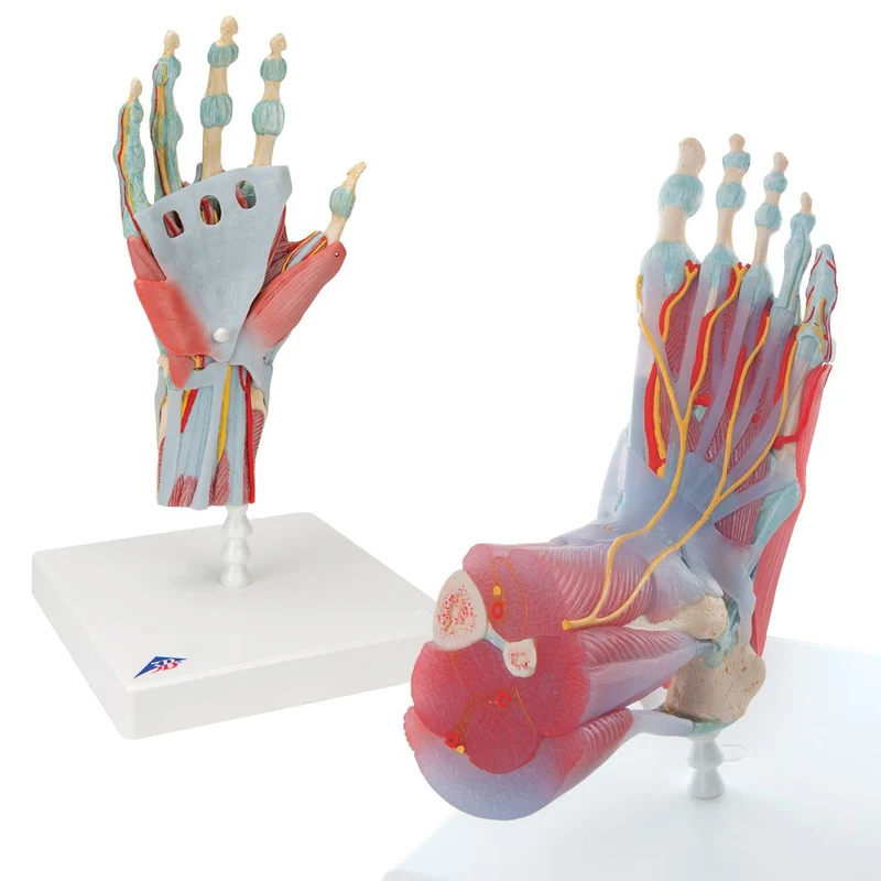 Modelos Anatomicos de Mano y Pie