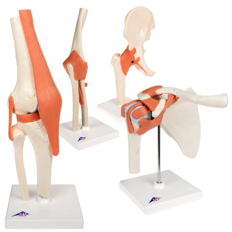 Anatomía Grupos Articulaciones Lujo