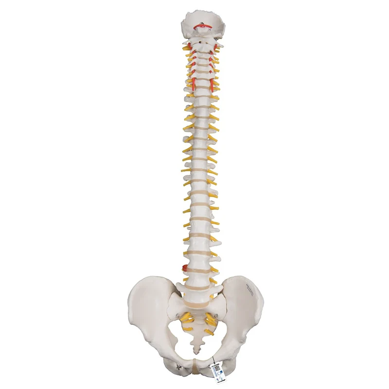 Columna flexible para uso intensivo - 3B Smart Anatomy