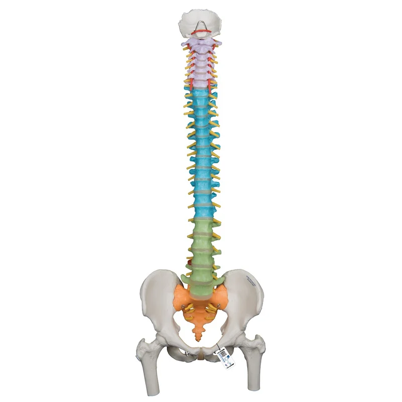 Columna didáctica flexible con cabezas de fémur - 3B Smart Anatomy