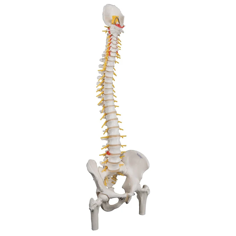 Columna flexible - versión de lujo con cabezas de fémur - 3B Smart Anatomy