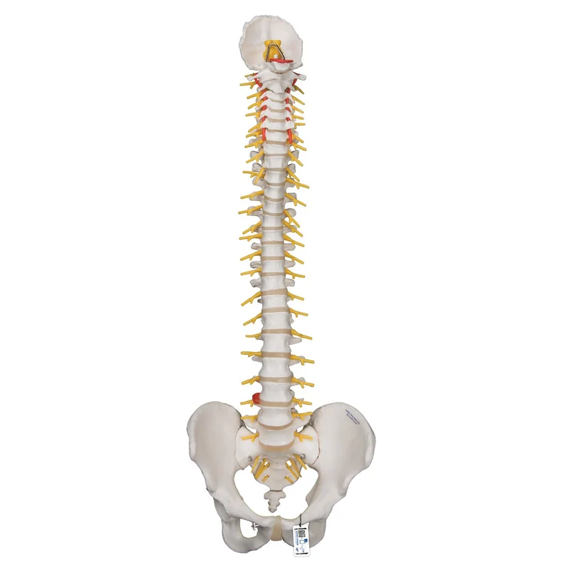 Columna flexible – versión de lujo - 3B Smart Anatomy