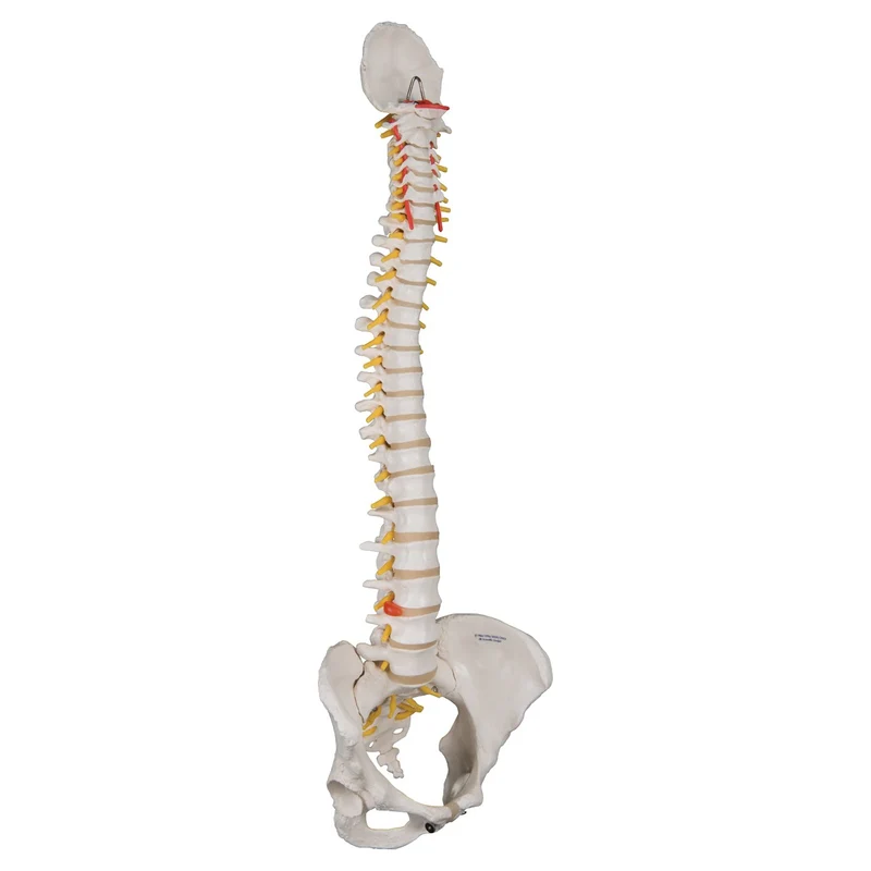 Columna flexible - versión clásica con pelvis femenino - 3B Smart Anatomy