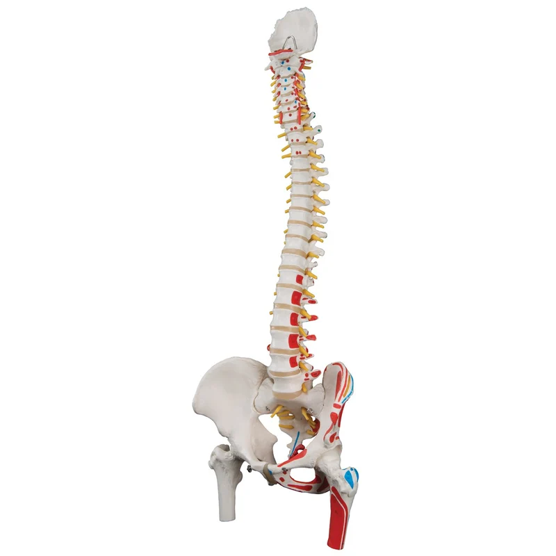Columna flexible -versión clásica pintada con cabezas de fémur y demonstración de músculos - 3B Smart Anatomy