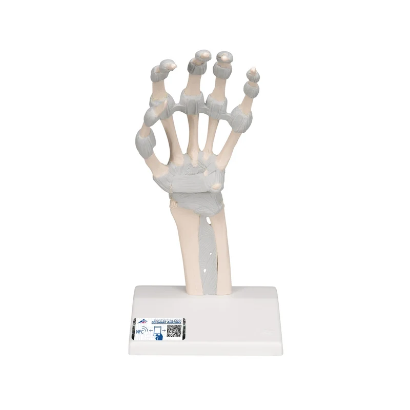 Huesos de la mano, con ligamentos elásticos - 3B Smart Anatomy