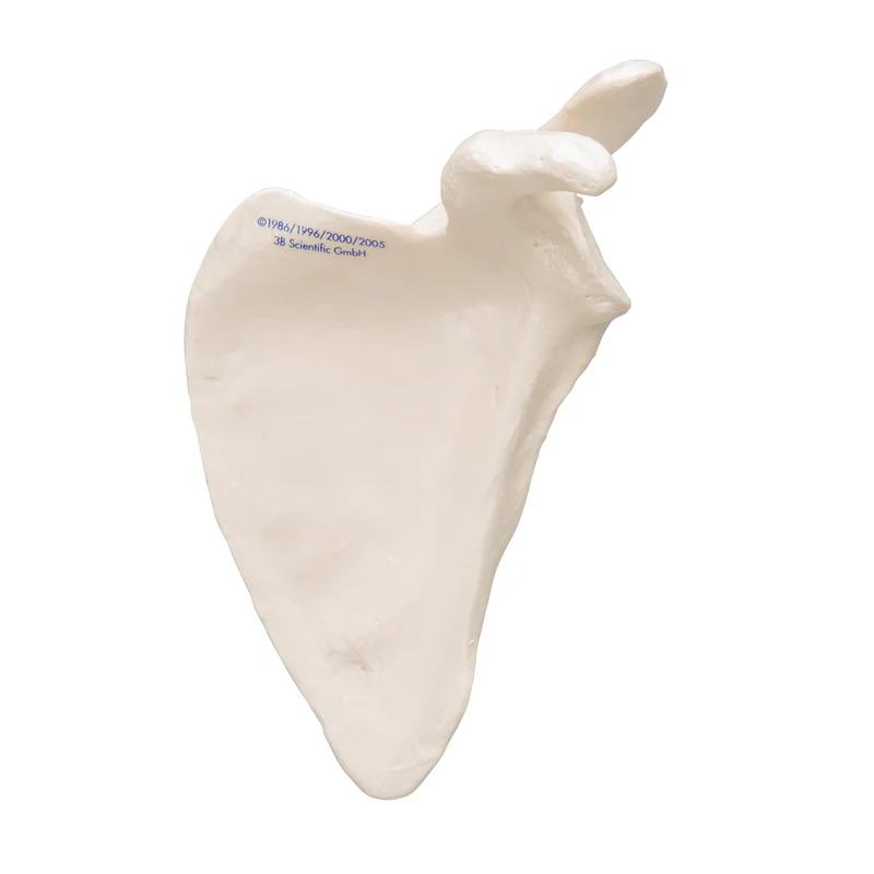 Escápula - 3B Smart Anatomy