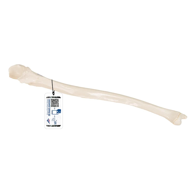 Cubito - 3B Smart Anatomy