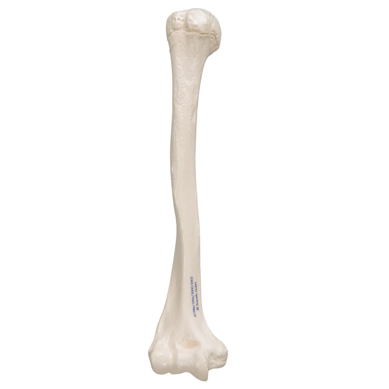 Húmero - 3B Smart Anatomy