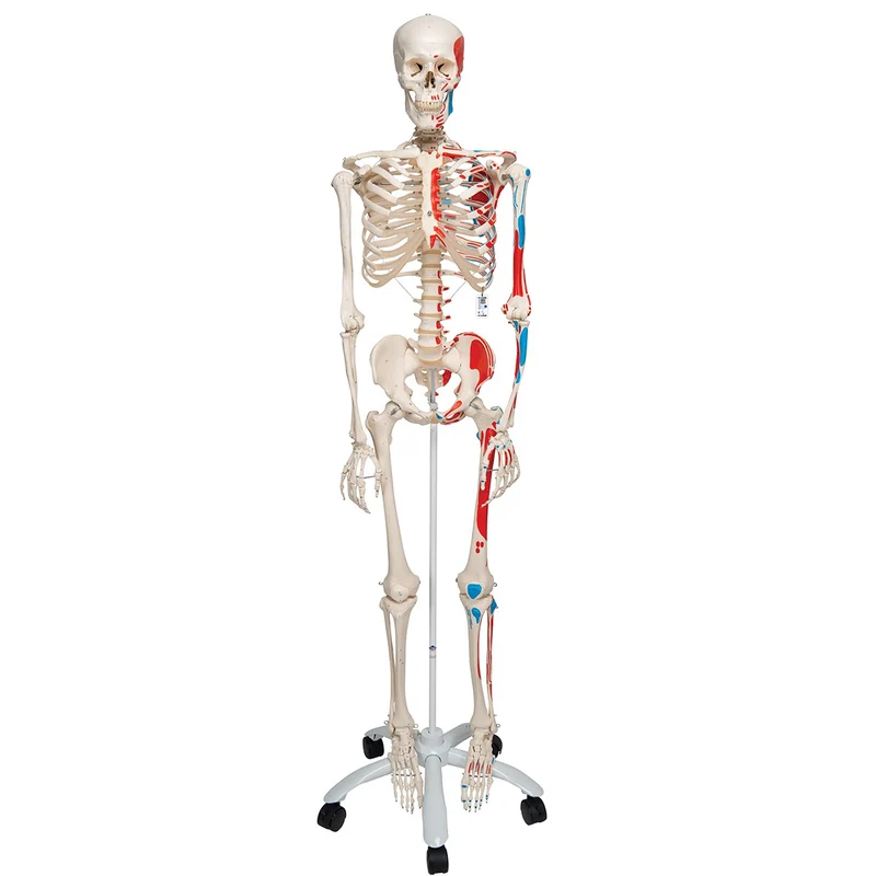 Esqueleto Max A11 Con músculos y sobre pie metálico con 5 ruedas montado en la pelvis- 3B Smart Anatomy