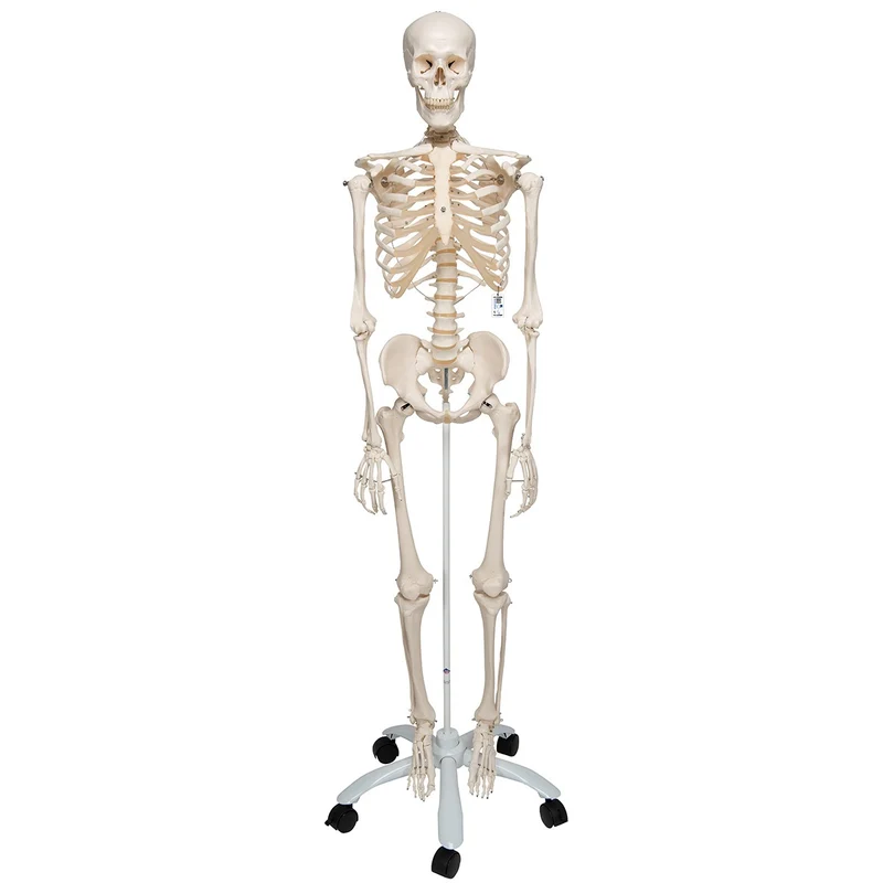 Esqueleto Stan A10 Sobre pie metálico con 5 ruedas - 3B Smart Anatomy