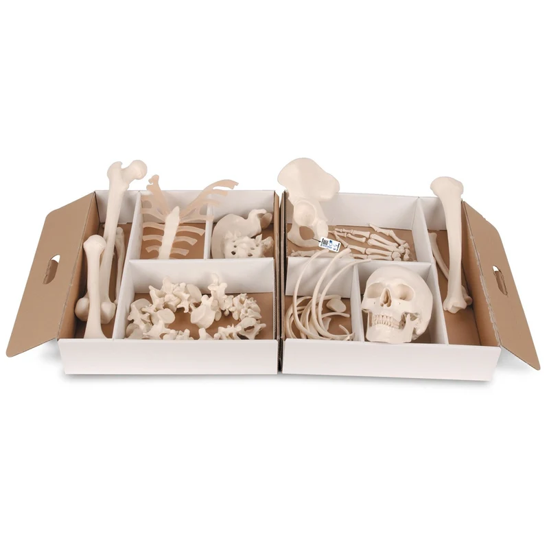 Medio Esqueleto, Desarticulado 3B Smart Anatomy