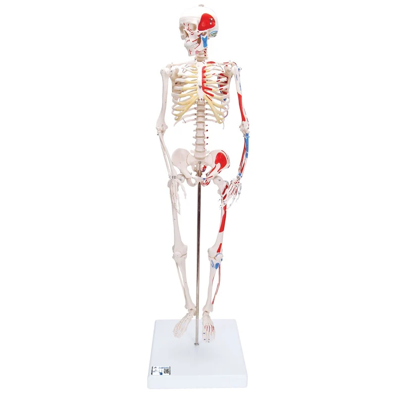 Miniesqueleto “Shorty“ con músculos pintados, sobre la pelvis - 3B Smart Anatomy