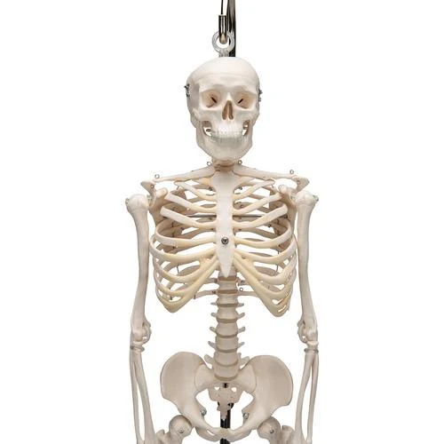 Miniesqueleto shorty, sobre zócalo - 3B Smart Anatomy