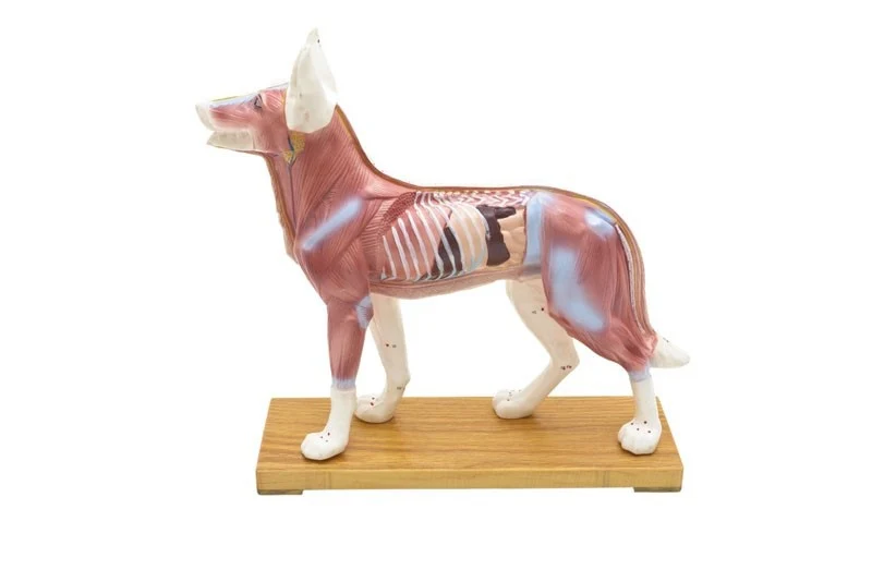 Modelo de perro