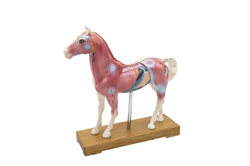 Modelo de caballo