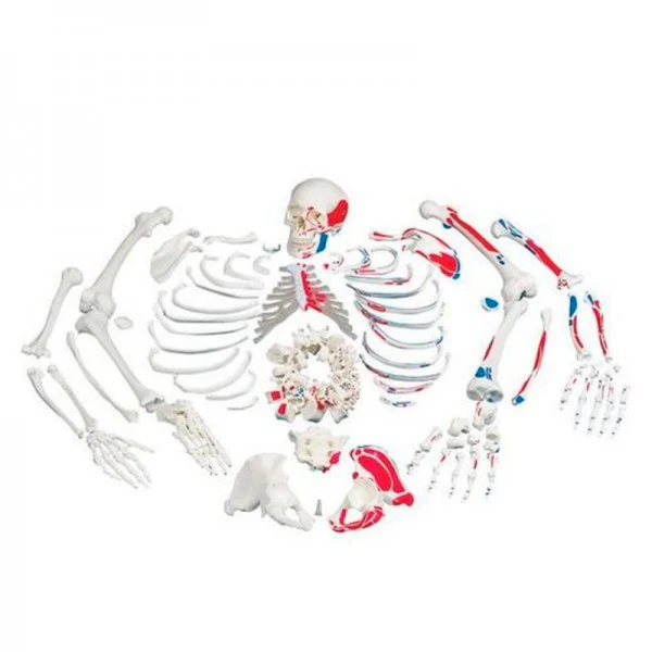 Esqueleto con descripción de musculos, desarticulado - 3B Smart Anatomy