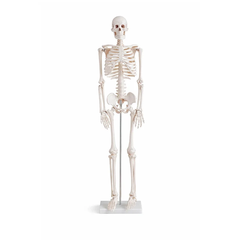 Mini Esqueleto Tamaño 85 cm