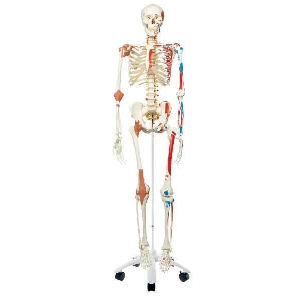 Esqueleto Sam A13, versión de lujo, montado sobre pie metálico de 5 ruedas. - 3B Smart Anatomy