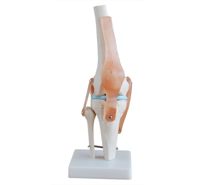 Articulación Rodilla Tamaño Natural