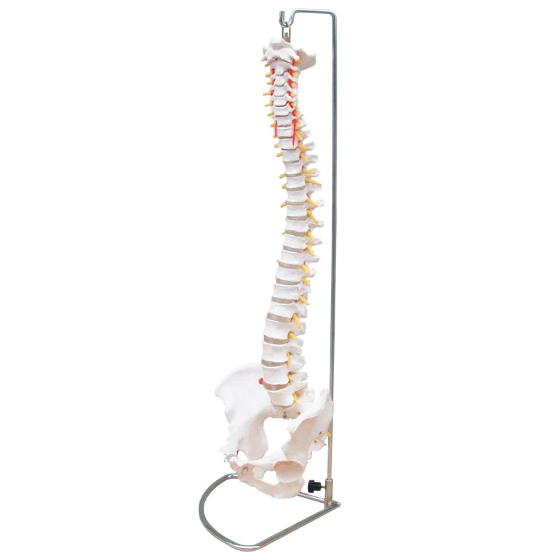 Columna Vertebral Tamaño Natural con Pelvis soporte de regalo